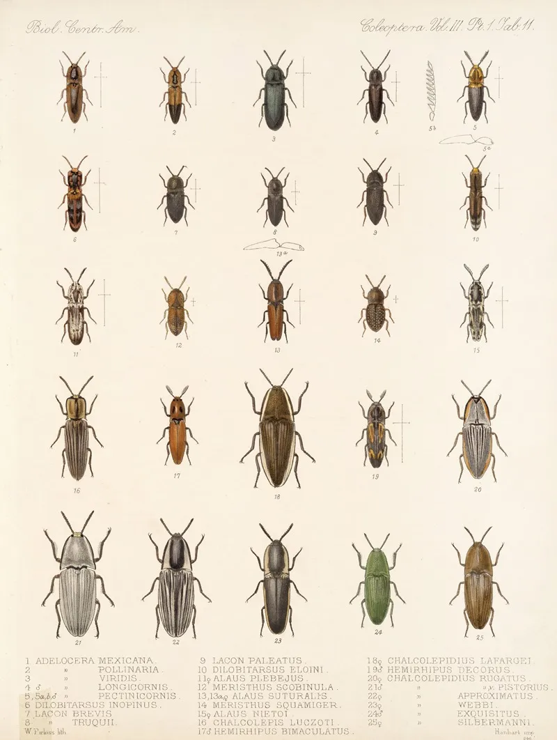 Insecta Coleoptera Pl 066 Wall Art by Frederick DuCane Godman - High-Resolution Digital Print