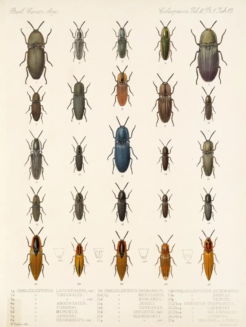 Insecta Coleoptera Pl 067 Wall Art by Frederick DuCane Godman - High-Resolution Digital Print
