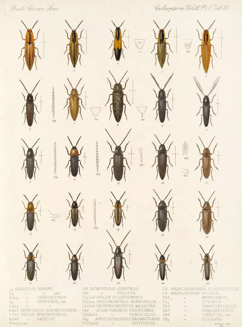 Insecta Coleoptera Pl 068 Wall Art by Frederick DuCane Godman - High-Resolution Digital Print