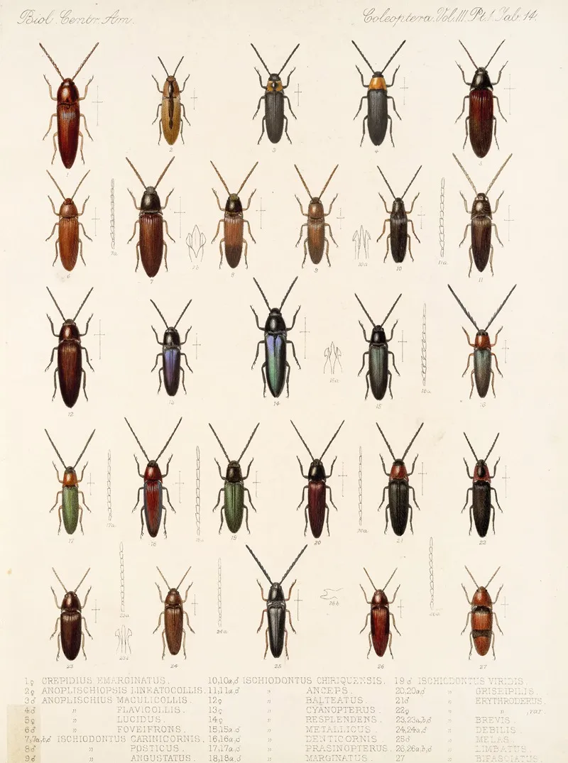 Insecta Coleoptera Pl 069 Wall Art by Frederick DuCane Godman - High-Resolution Digital Print
