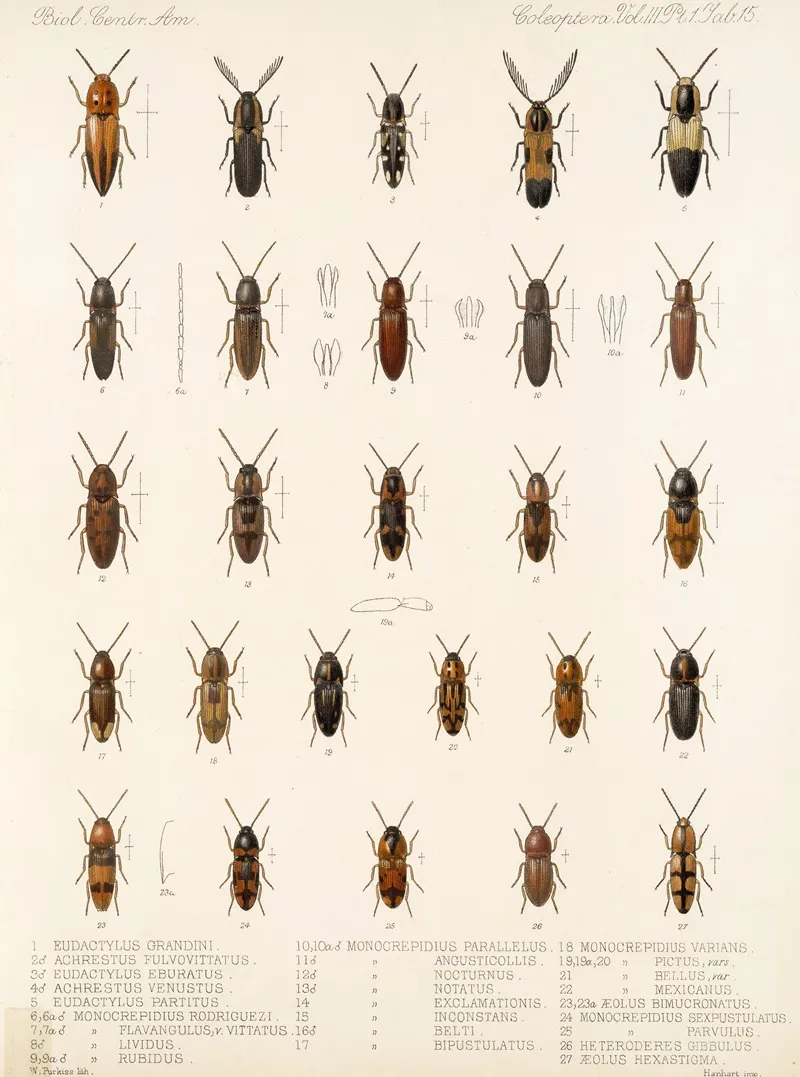 Insecta Coleoptera Pl 070 Wall Art by Frederick DuCane Godman - High-Resolution Digital Print