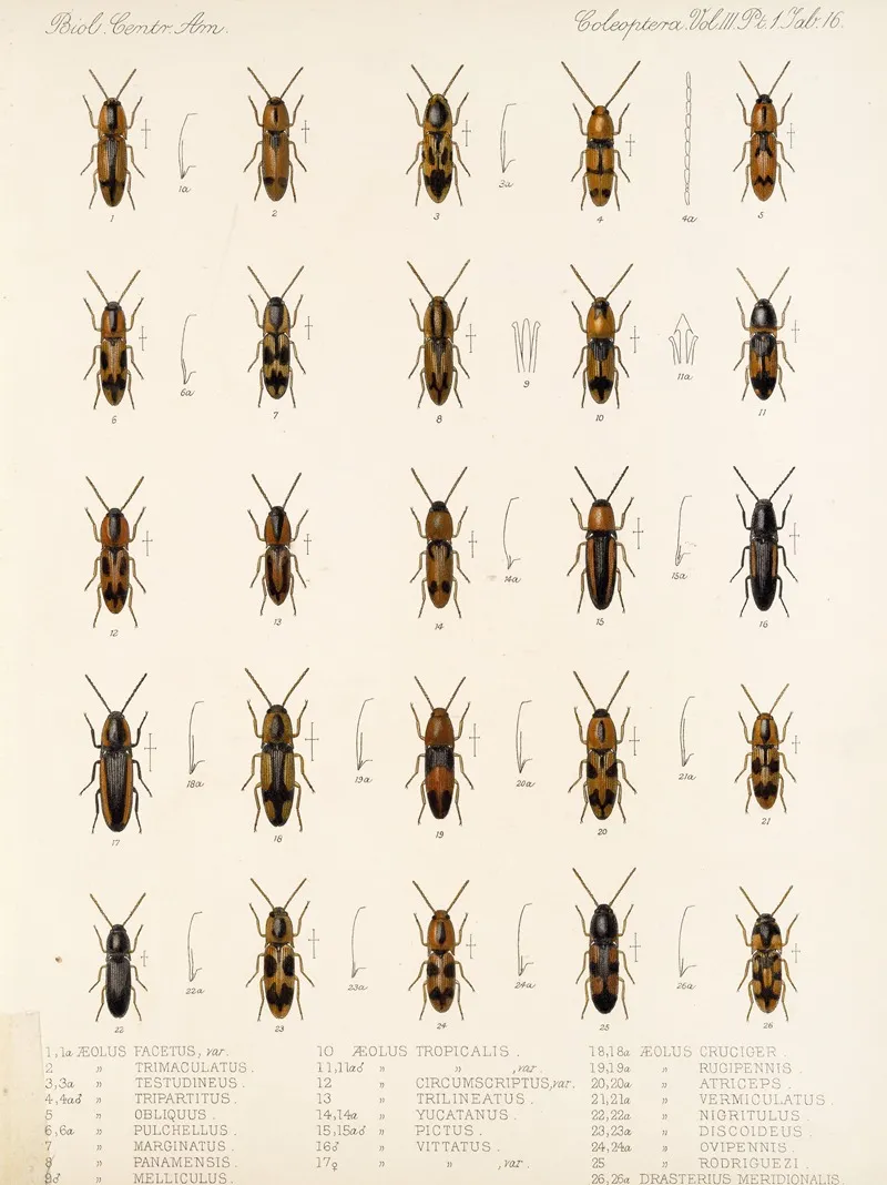 Insecta Coleoptera Pl 071 Wall Art by Frederick DuCane Godman - High-Resolution Digital Print