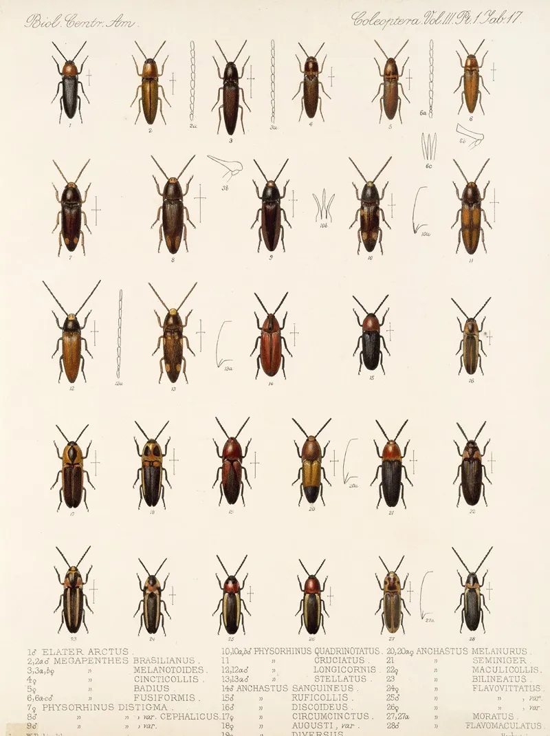 Insecta Coleoptera Pl 072 Wall Art by Frederick DuCane Godman - High-Resolution Digital Print