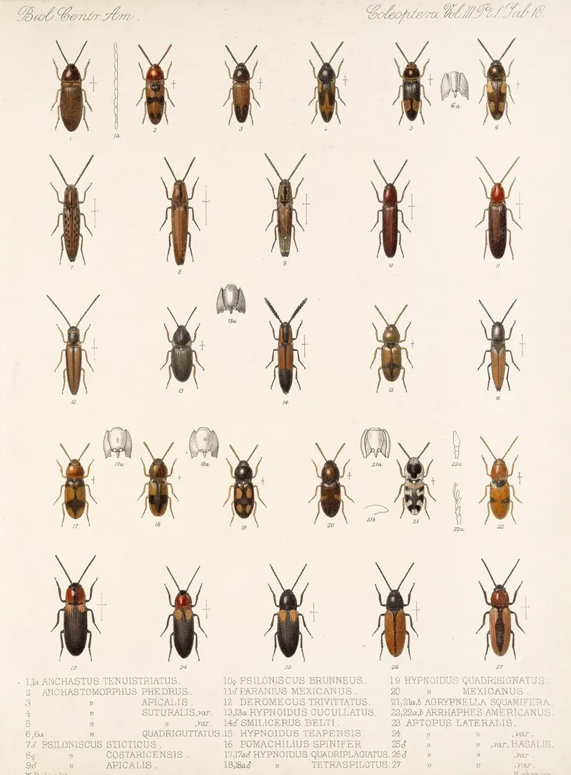 Insecta Coleoptera Pl 073 Wall Art by Frederick DuCane Godman - High-Resolution Digital Print