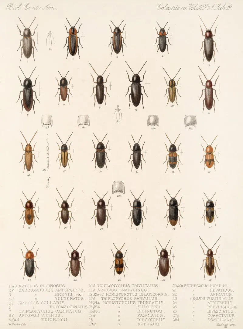 Insecta Coleoptera Pl 074 Wall Art by Frederick DuCane Godman - High-Resolution Digital Print