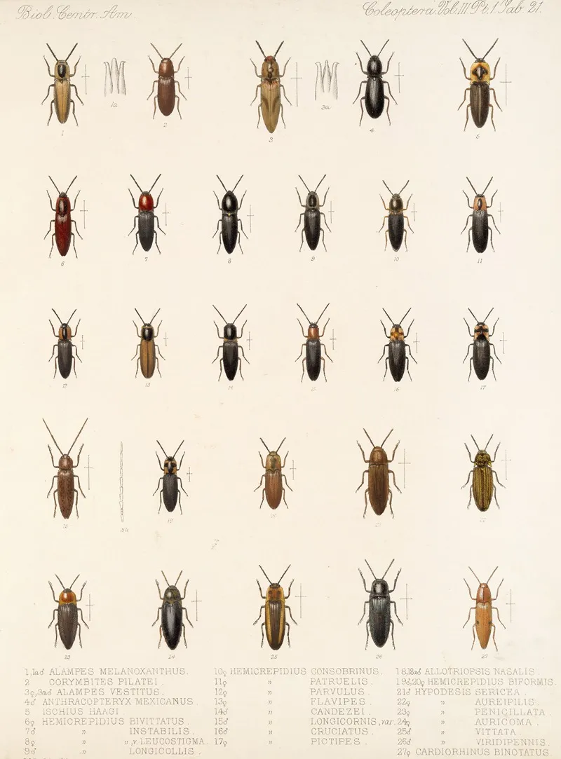 Insecta Coleoptera Pl 076 Wall Art by Frederick DuCane Godman - High-Resolution Digital Print