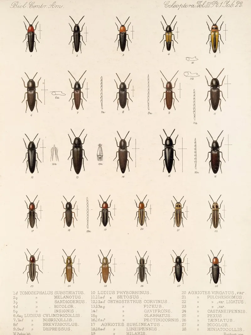 Insecta Coleoptera Pl 077 Wall Art by Frederick DuCane Godman - High-Resolution Digital Print