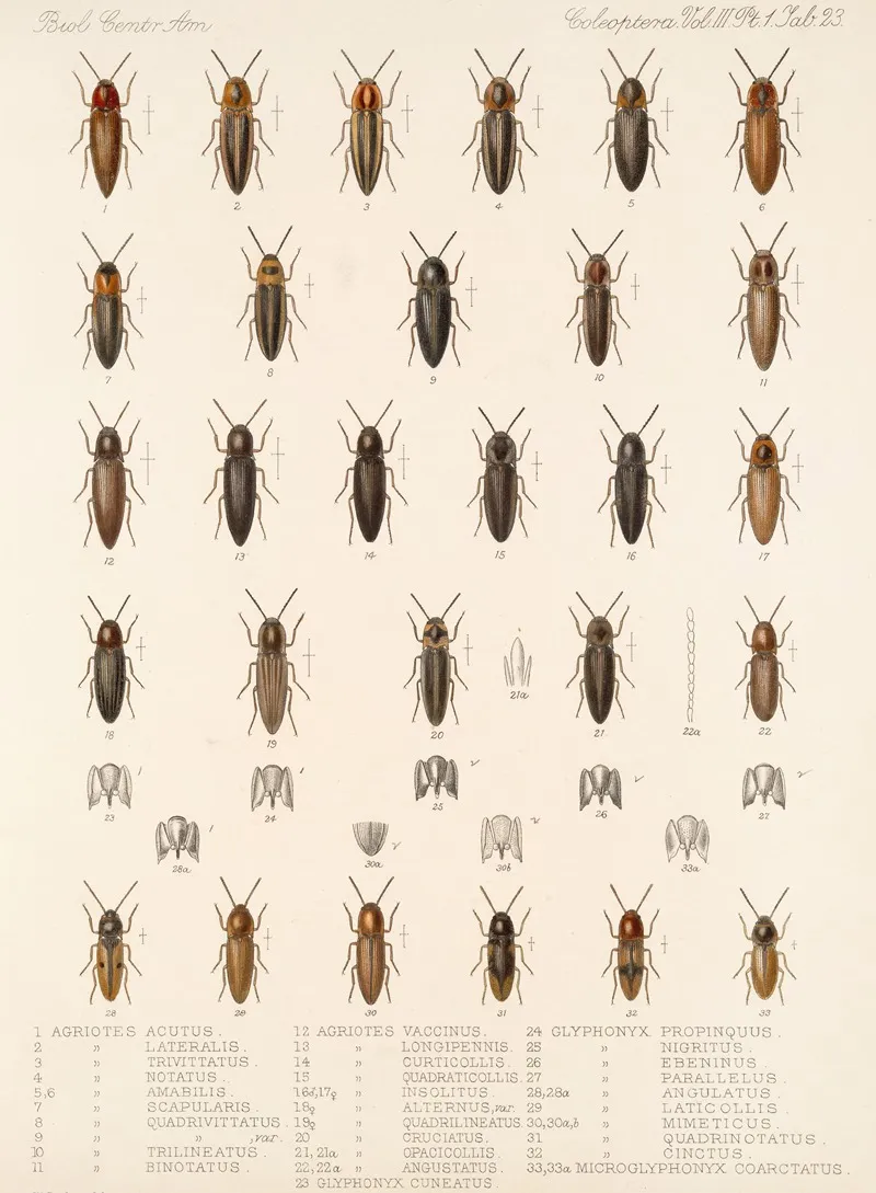 Insecta Coleoptera Pl 078 Wall Art by Frederick DuCane Godman - High-Resolution Digital Print