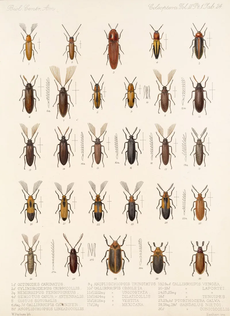 Insecta Coleoptera Pl 079 Wall Art by Frederick DuCane Godman - High-Resolution Digital Print