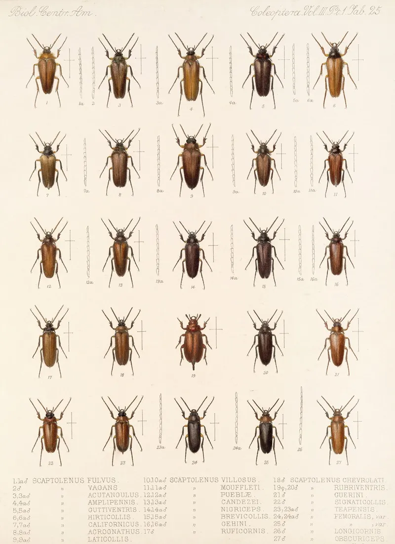 Insecta Coleoptera Pl 080 Wall Art by Frederick DuCane Godman - High-Resolution Digital Print