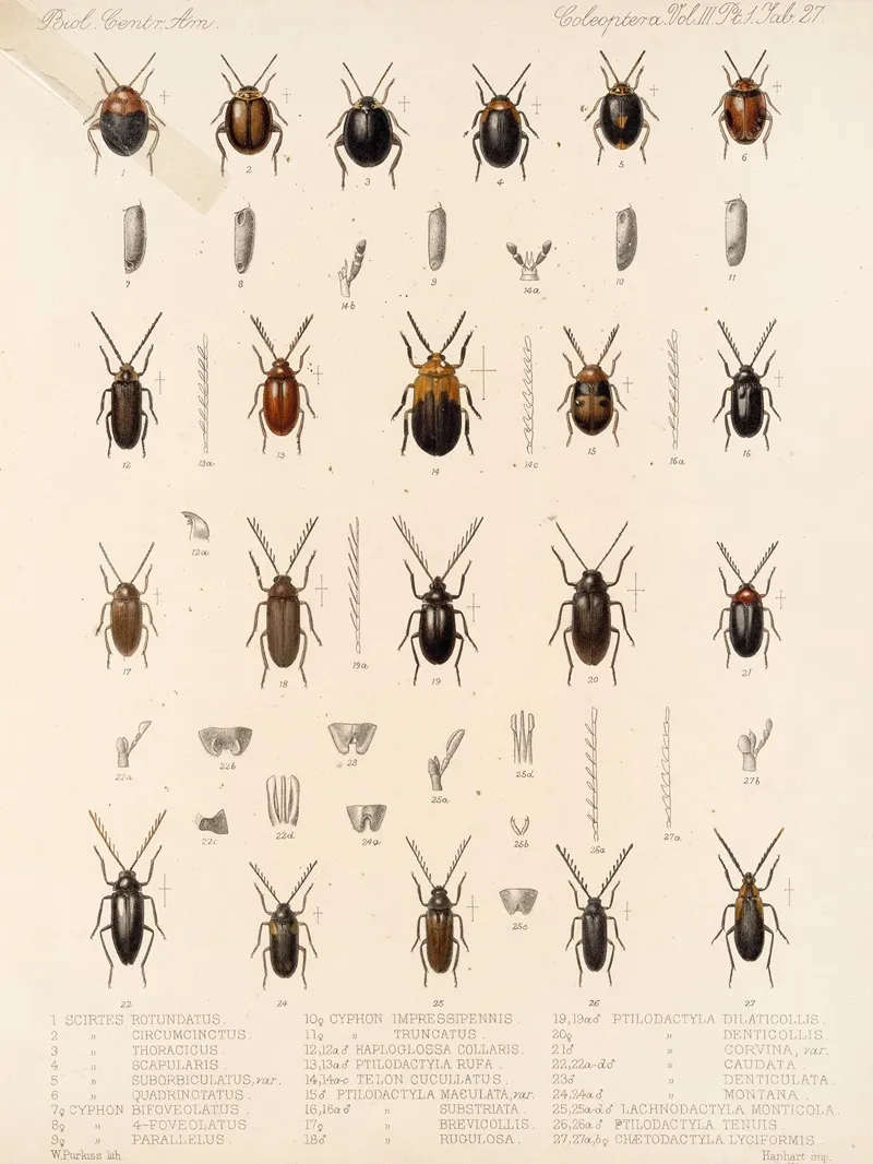 Insecta Coleoptera Pl 082 Wall Art by Frederick DuCane Godman - High-Resolution Digital Print
