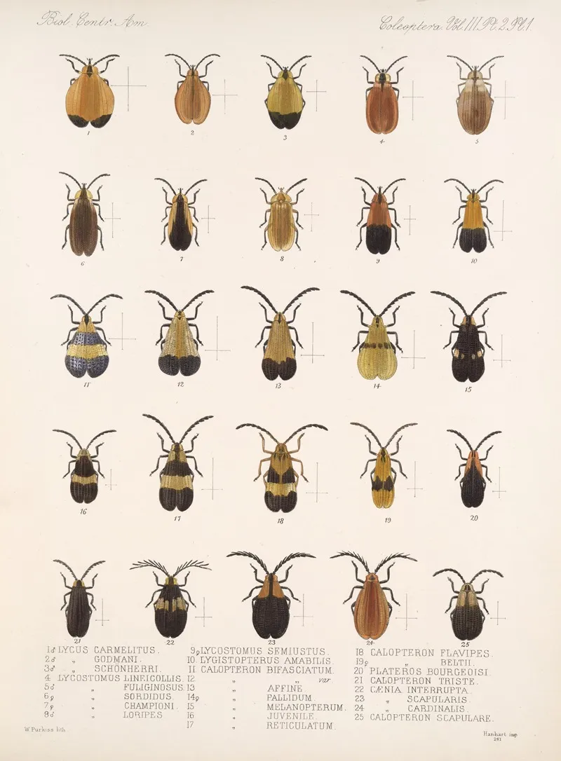 Insecta Coleoptera Pl 083 Wall Art by Frederick DuCane Godman - High-Resolution Digital Print