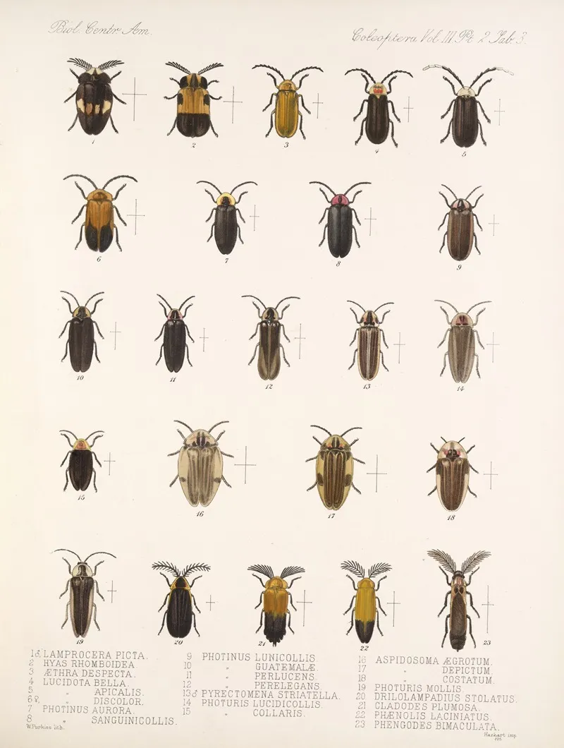 Insecta Coleoptera Pl 085 Wall Art by Frederick DuCane Godman - High-Resolution Digital Print