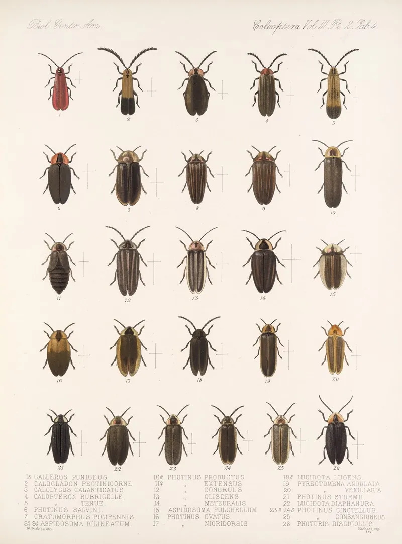 Insecta Coleoptera Pl 086 Wall Art by Frederick DuCane Godman - High-Resolution Digital Print