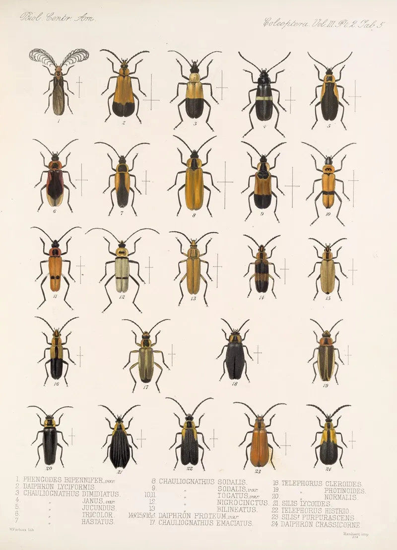 Insecta Coleoptera Pl 087 Wall Art by Frederick DuCane Godman - High-Resolution Digital Print