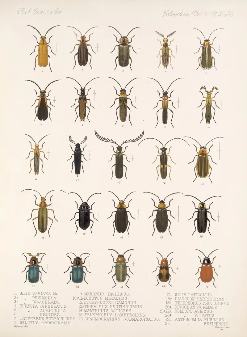 Insecta Coleoptera Pl 088 Wall Art by Frederick DuCane Godman - High-Resolution Digital Print