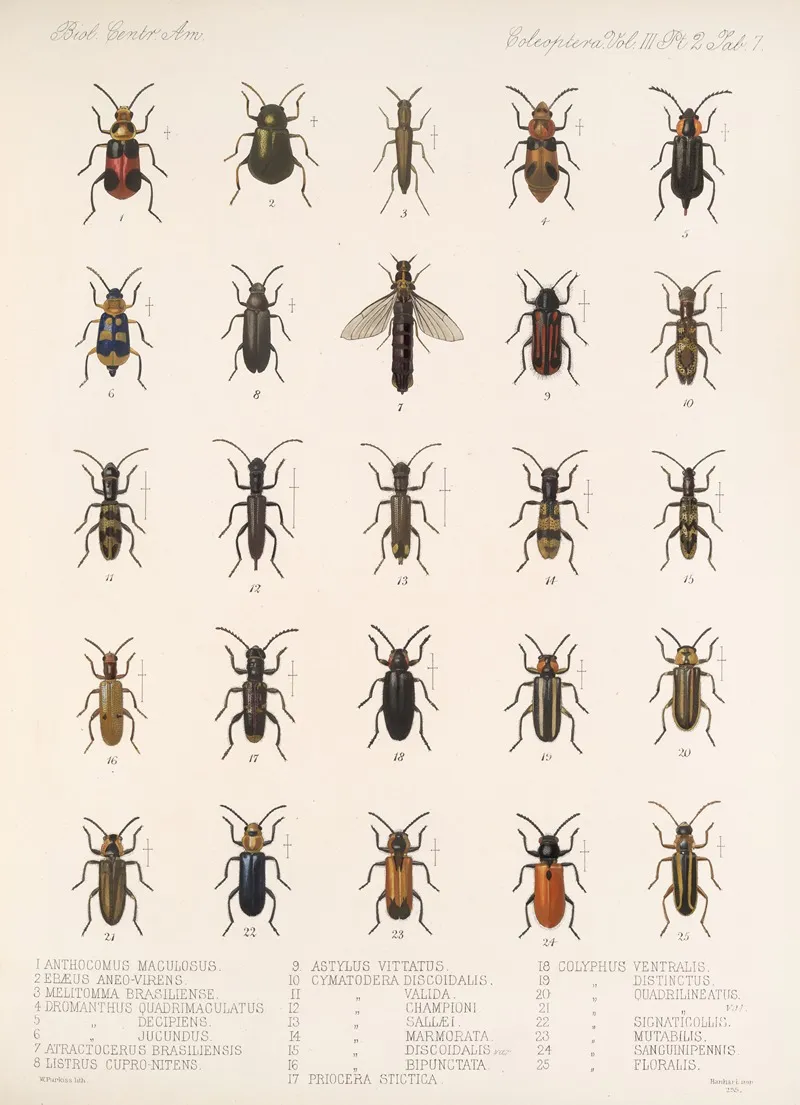 Insecta Coleoptera Pl 089 Wall Art by Frederick DuCane Godman - High-Resolution Digital Print