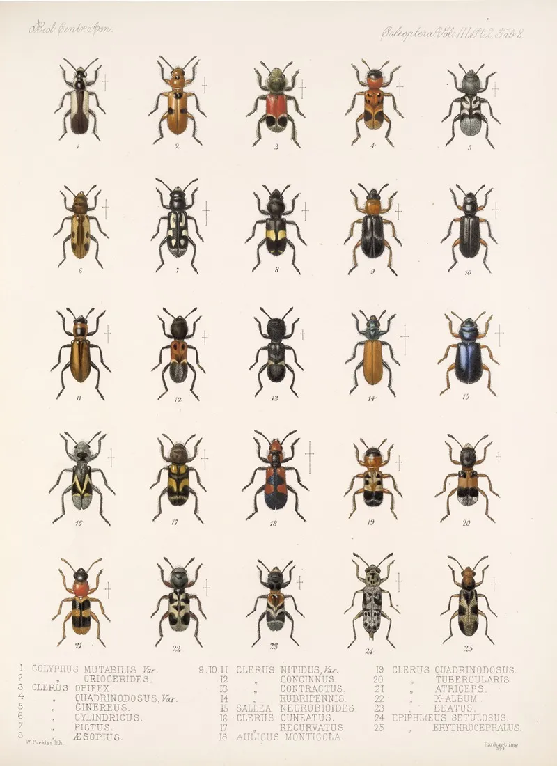 Insecta Coleoptera Pl 090 Wall Art by Frederick DuCane Godman - High-Resolution Digital Print