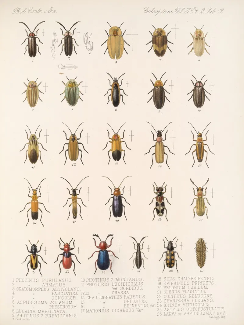 Insecta Coleoptera Pl 094 Wall Art by Frederick DuCane Godman - High-Resolution Digital Print