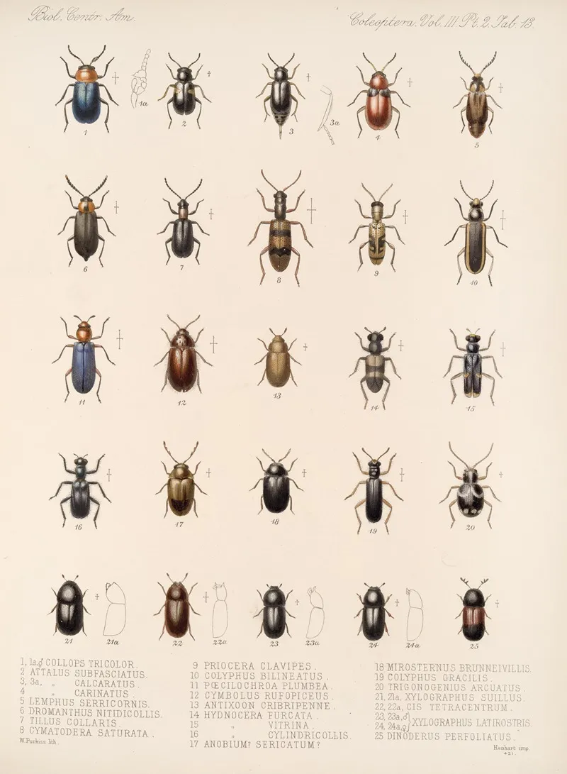 Insecta Coleoptera Pl 095 Wall Art by Frederick DuCane Godman - High-Resolution Digital Print