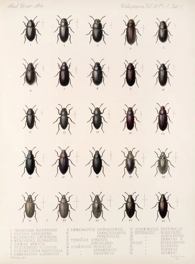 Insecta Coleoptera Pl 096 Wall Art by Frederick DuCane Godman - High-Resolution Digital Print