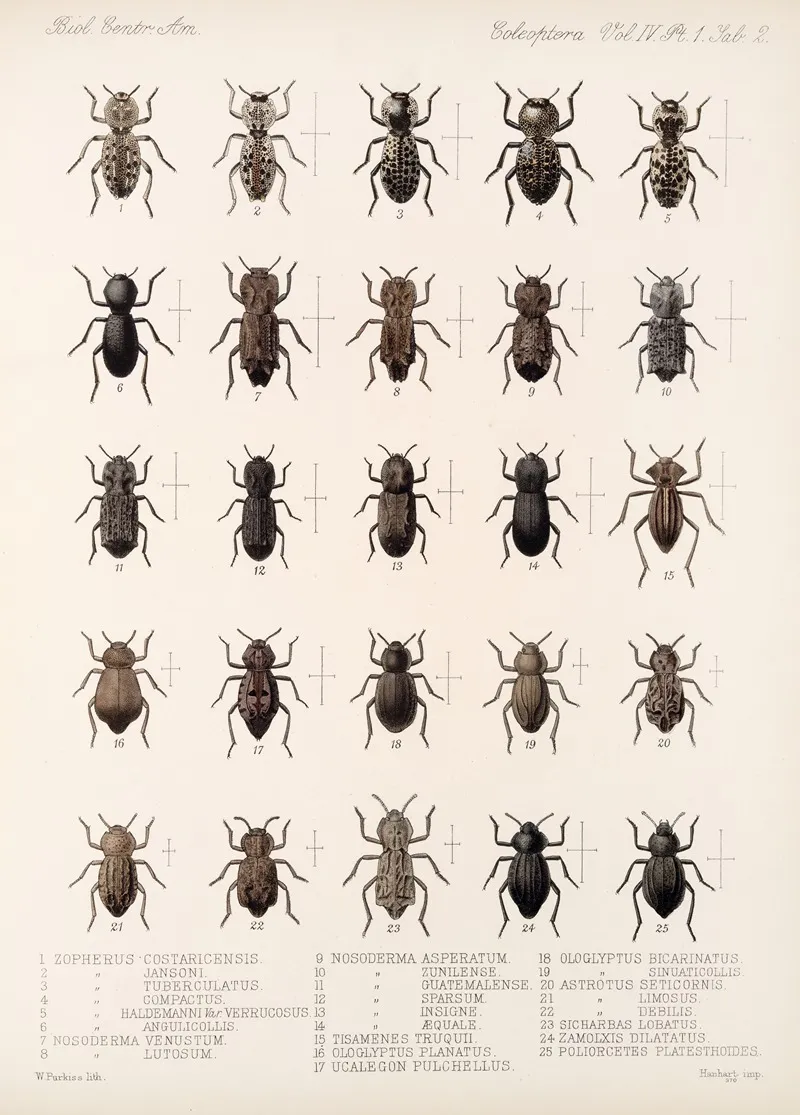 Insecta Coleoptera Pl 097 Wall Art by Frederick DuCane Godman - High-Resolution Digital Print