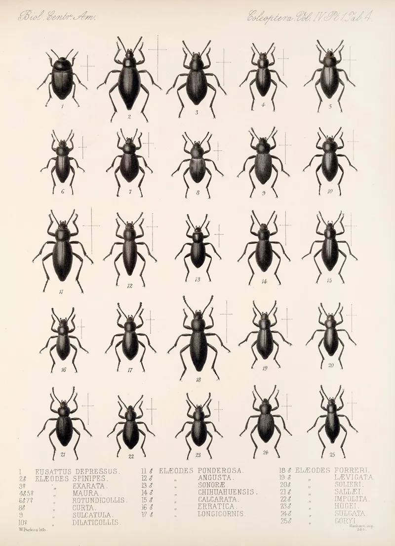 Insecta Coleoptera Pl 099 Wall Art by Frederick DuCane Godman - High-Resolution Digital Print