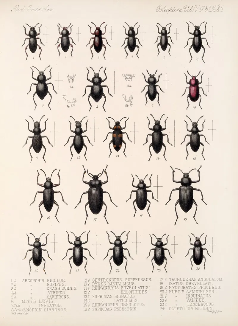 Insecta Coleoptera Pl 100 Wall Art by Frederick DuCane Godman - High-Resolution Digital Print