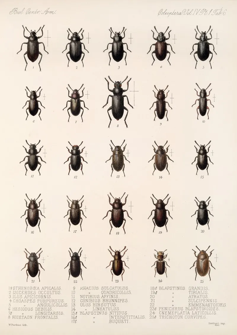 Insecta Coleoptera Pl 101 Wall Art by Frederick DuCane Godman - High-Resolution Digital Print