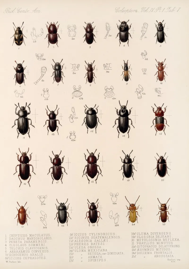 Insecta Coleoptera Pl 102 Wall Art by Frederick DuCane Godman - High-Resolution Digital Print