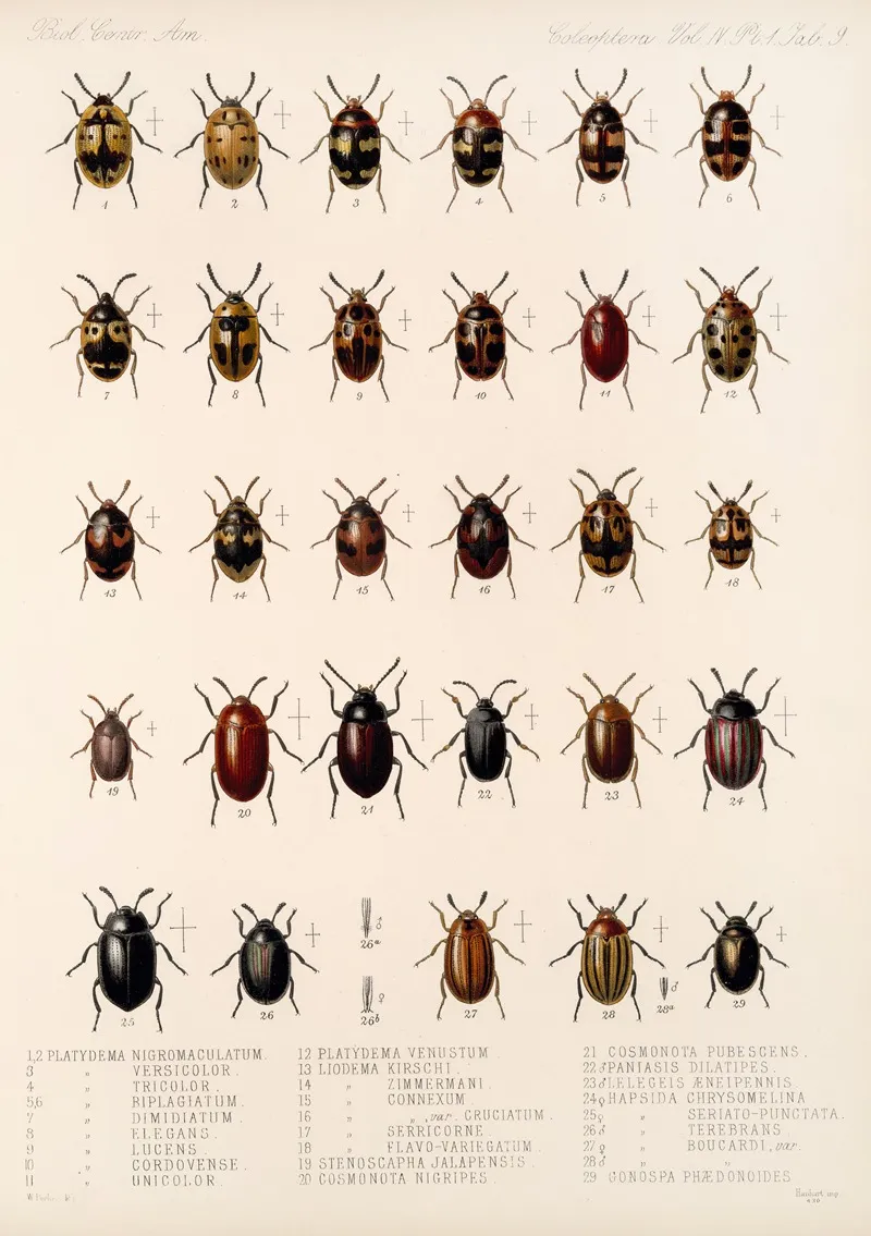 Insecta Coleoptera Pl 104 Wall Art by Frederick DuCane Godman - High-Resolution Digital Print