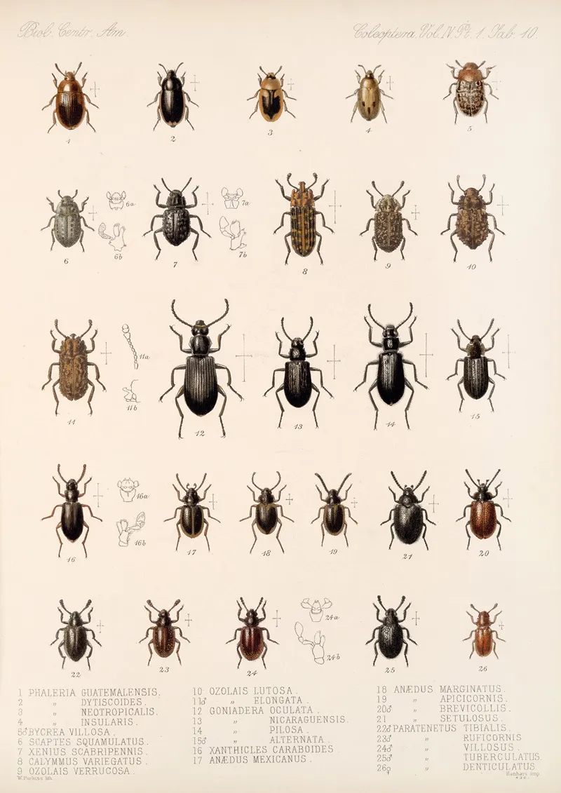 Insecta Coleoptera Pl 105 Wall Art by Frederick DuCane Godman - High-Resolution Digital Print