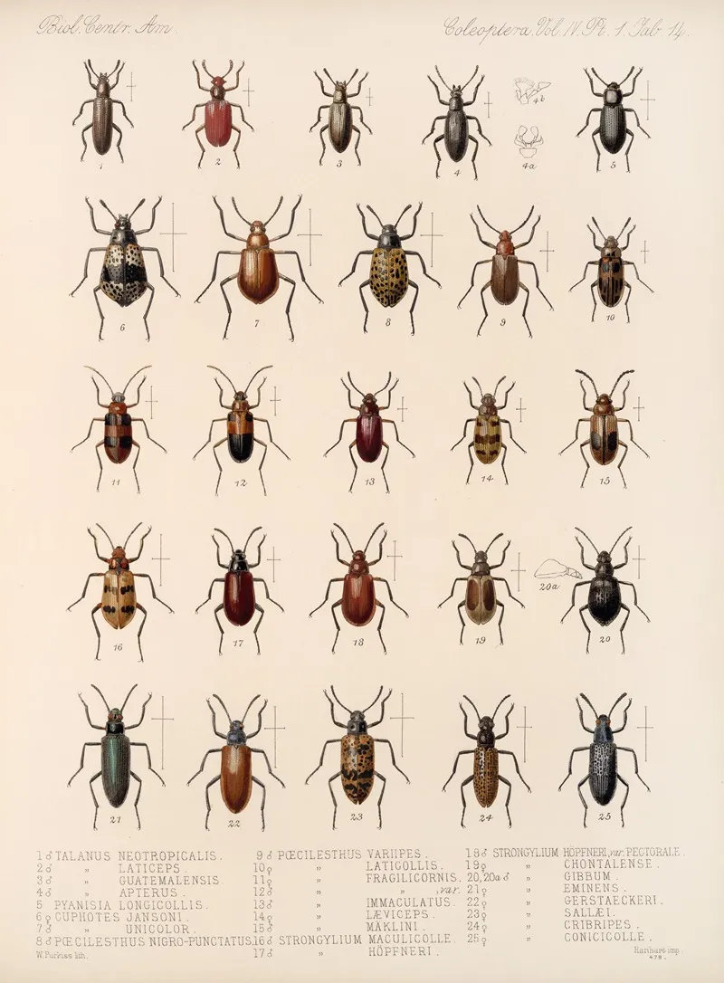 Insecta Coleoptera Pl 109 Wall Art by Frederick DuCane Godman - High-Resolution Digital Print