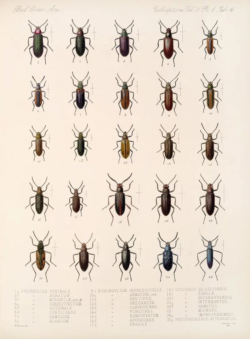 Insecta Coleoptera Pl 111 Wall Art by Frederick DuCane Godman - High-Resolution Digital Print