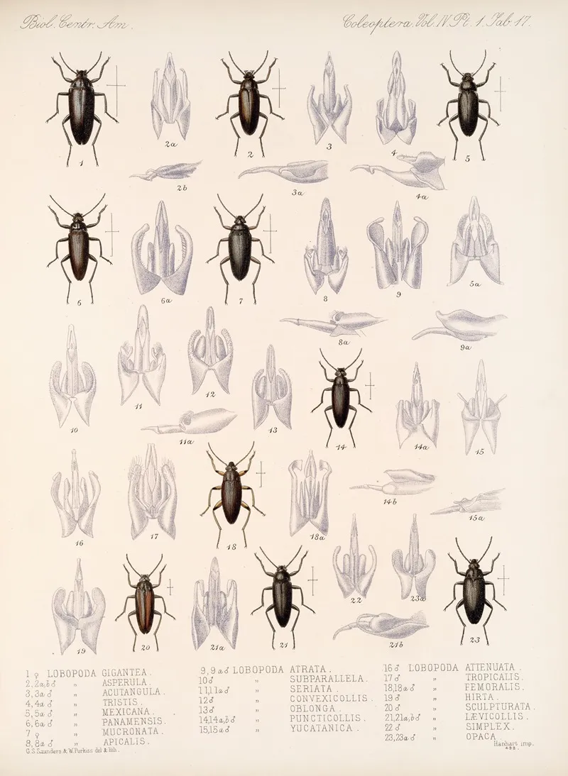 Insecta Coleoptera Pl 112 Wall Art by Frederick DuCane Godman - High-Resolution Digital Print
