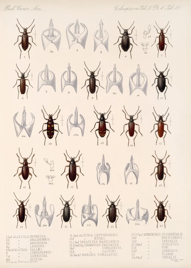 Insecta Coleoptera Pl 114 Wall Art by Frederick DuCane Godman - High-Resolution Digital Print