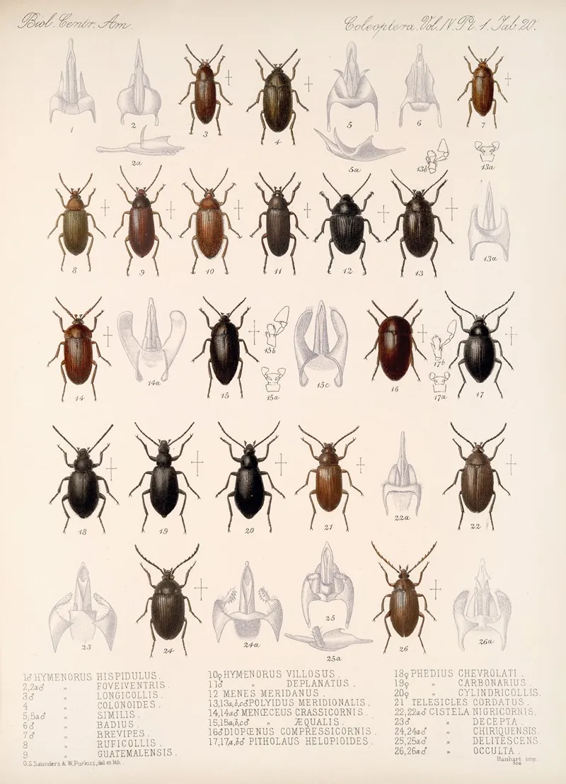 Insecta Coleoptera Pl 115 Wall Art by Frederick DuCane Godman - High-Resolution Digital Print