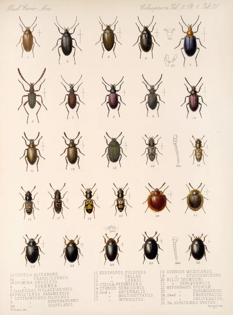 Insecta Coleoptera Pl 116 Wall Art by Frederick DuCane Godman - High-Resolution Digital Print