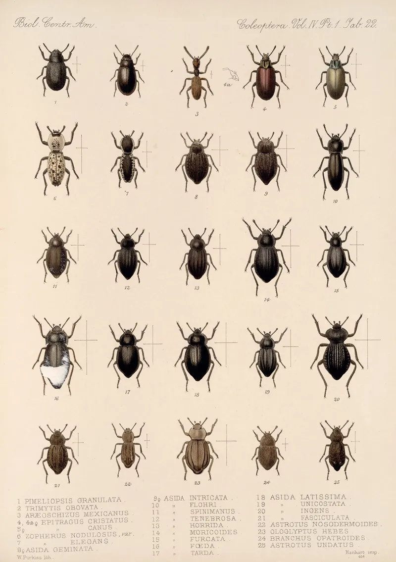 Insecta Coleoptera Pl 117 Wall Art by Frederick DuCane Godman - High-Resolution Digital Print