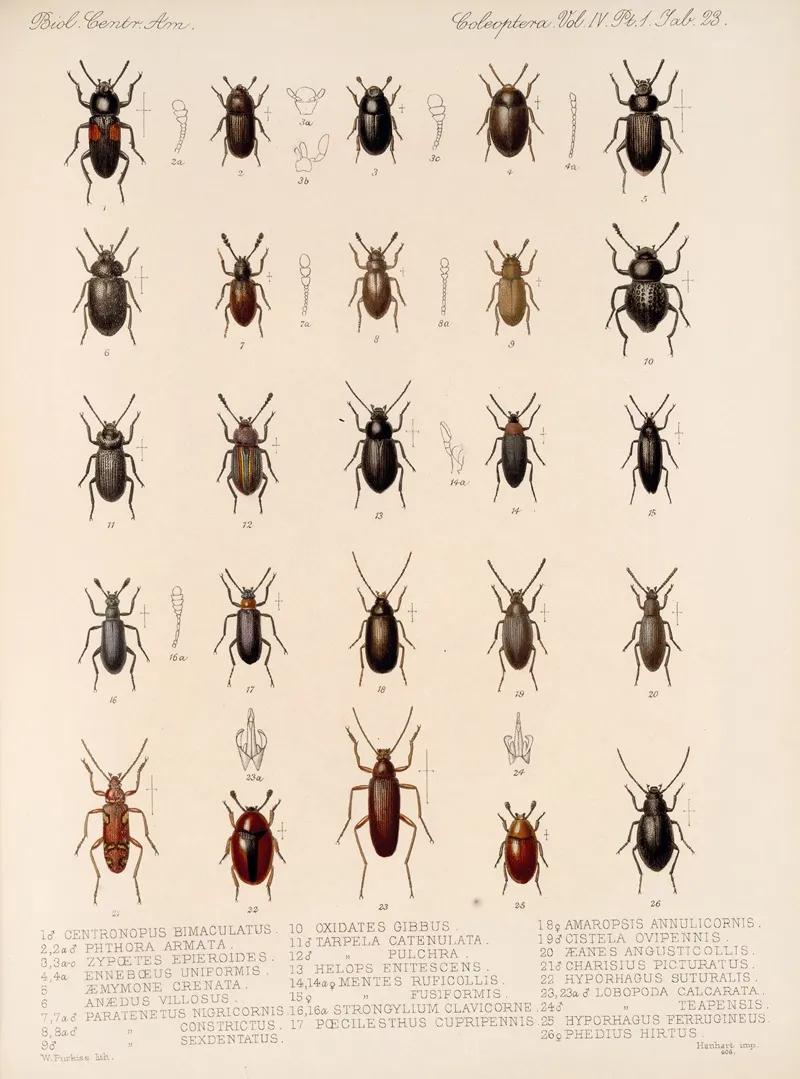 Insecta Coleoptera Pl 118 Wall Art by Frederick DuCane Godman - High-Resolution Digital Print