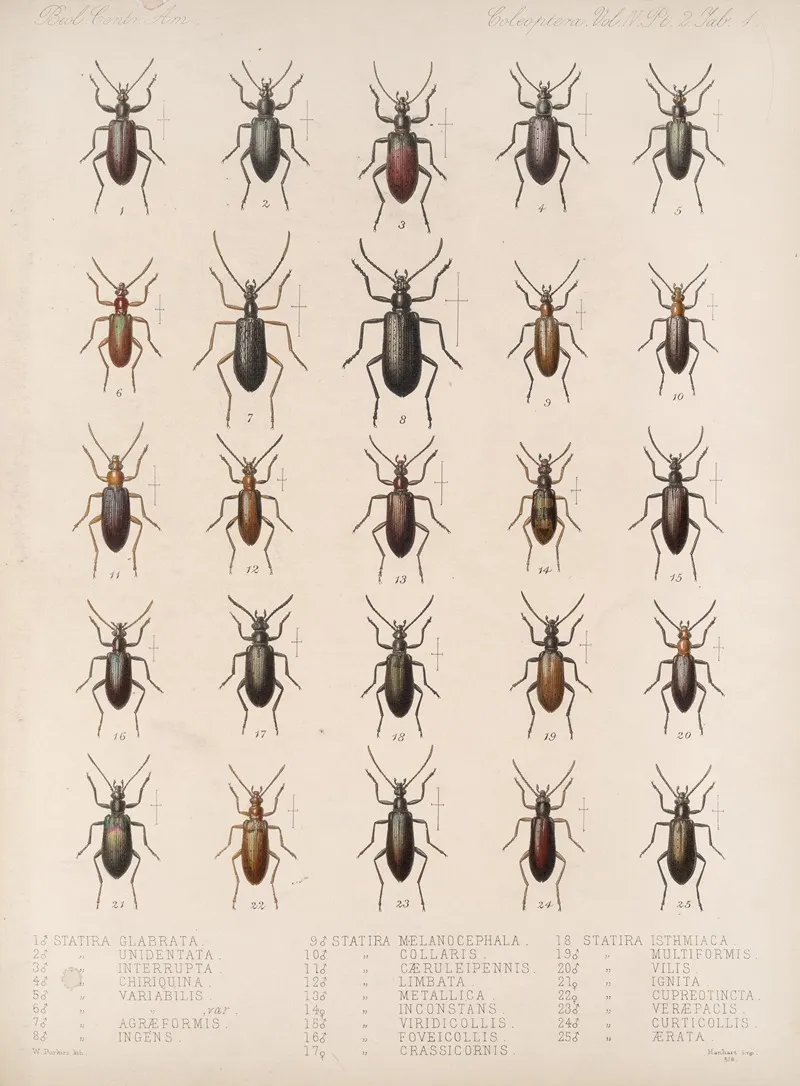 Insecta Coleoptera Pl 119 Wall Art by Frederick DuCane Godman - High-Resolution Digital Print