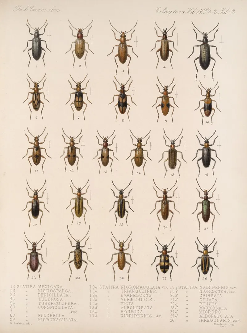 Insecta Coleoptera Pl 120 Wall Art by Frederick DuCane Godman - High-Resolution Digital Print