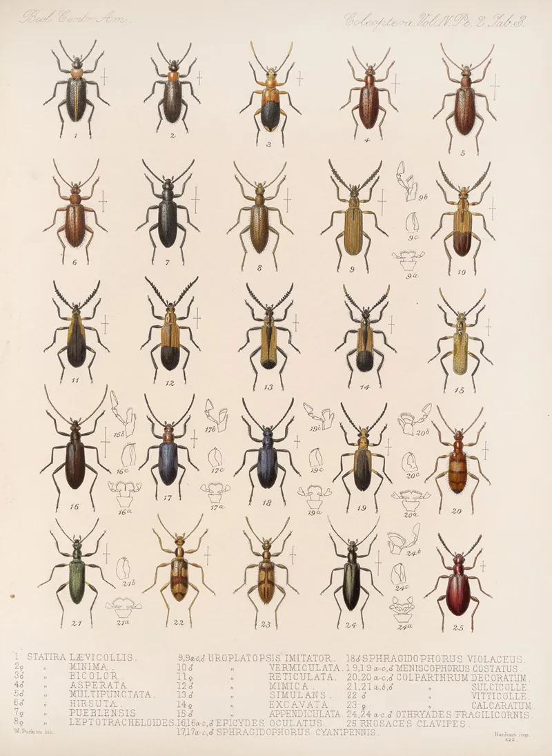 Insecta Coleoptera Pl 121 Wall Art by Frederick DuCane Godman - High-Resolution Digital Print