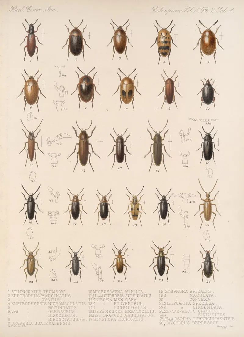 Insecta Coleoptera Pl 122 Wall Art by Frederick DuCane Godman - High-Resolution Digital Print
