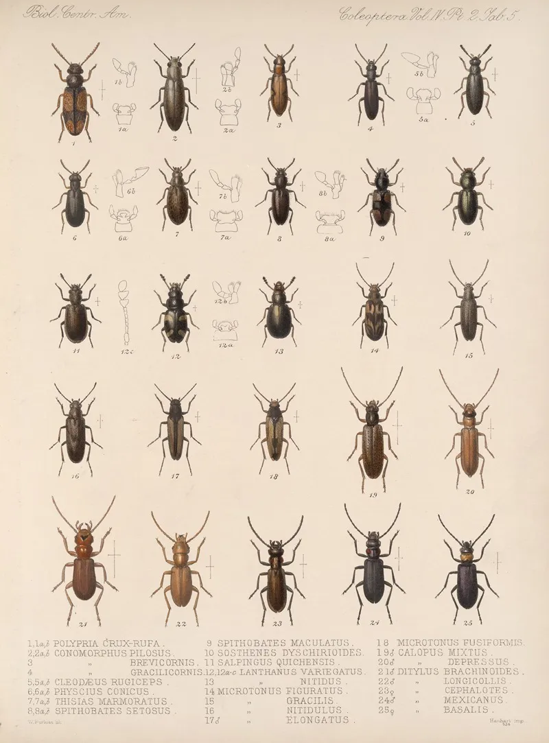 Insecta Coleoptera Pl 123 Wall Art by Frederick DuCane Godman - High-Resolution Digital Print