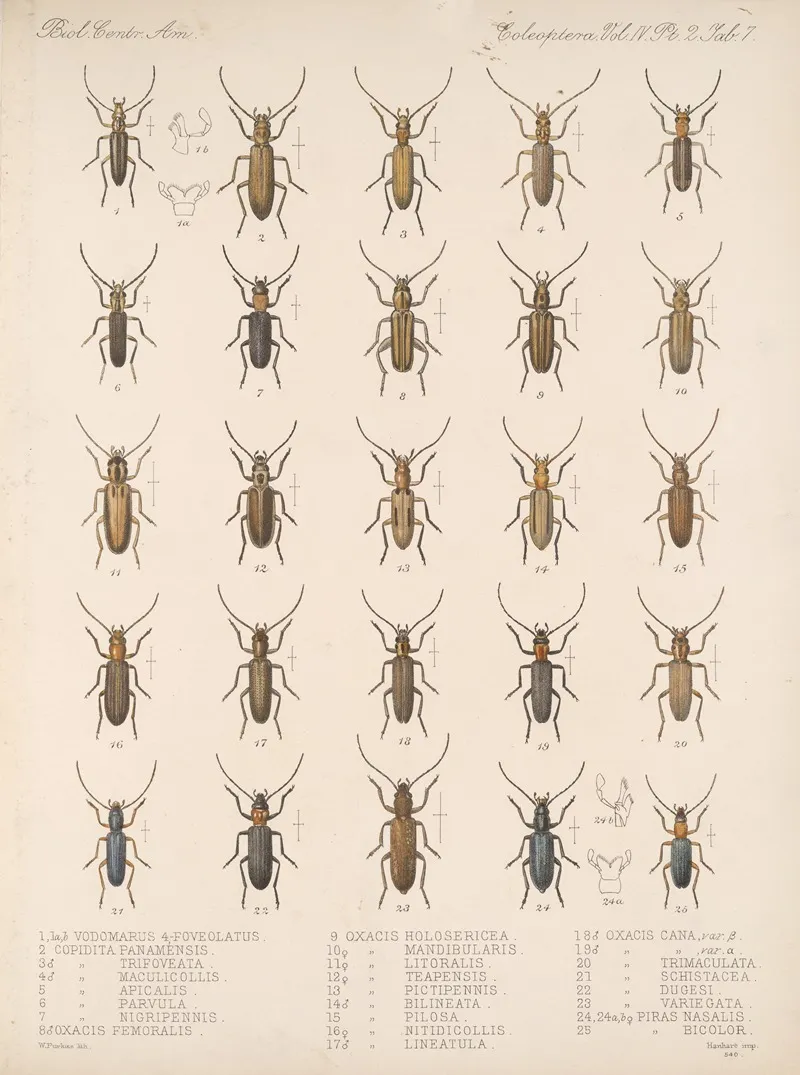 Insecta Coleoptera Pl 125 Wall Art by Frederick DuCane Godman - High-Resolution Digital Print