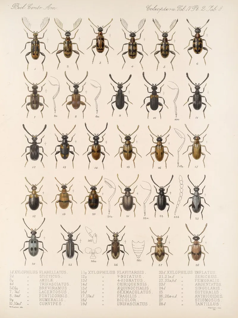 Insecta Coleoptera Pl 126 Wall Art by Frederick DuCane Godman - High-Resolution Digital Print