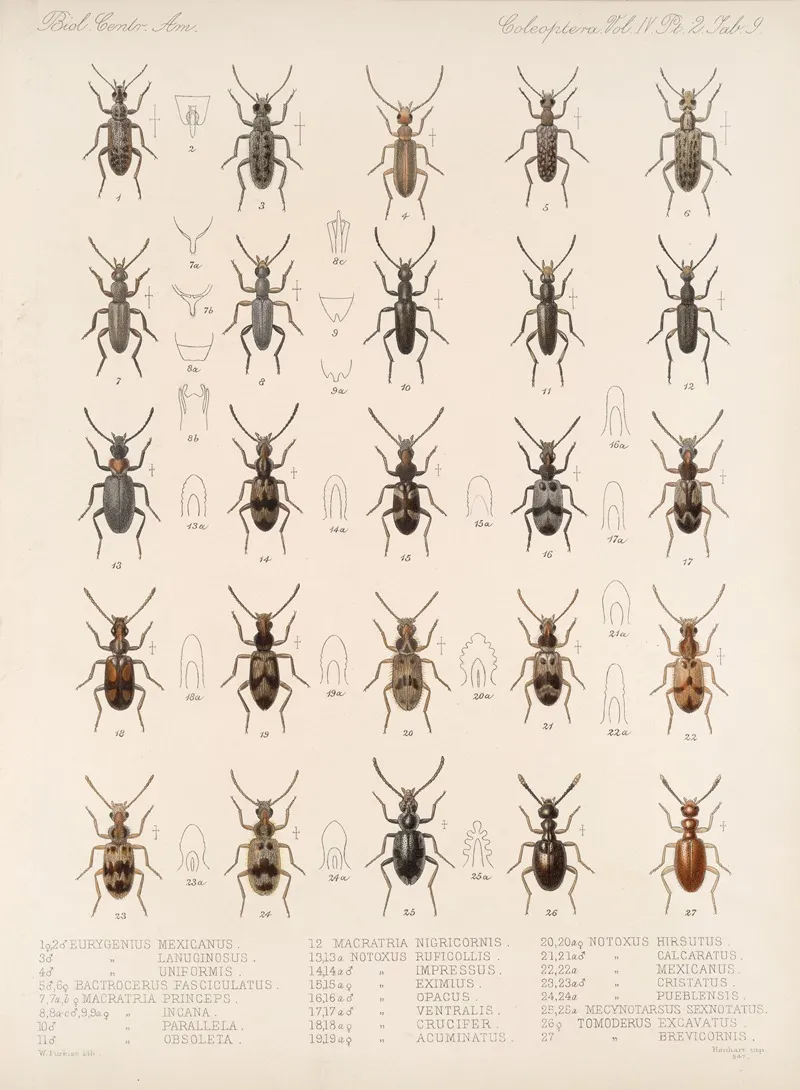 Insecta Coleoptera Pl 127 Wall Art by Frederick DuCane Godman - High-Resolution Digital Print