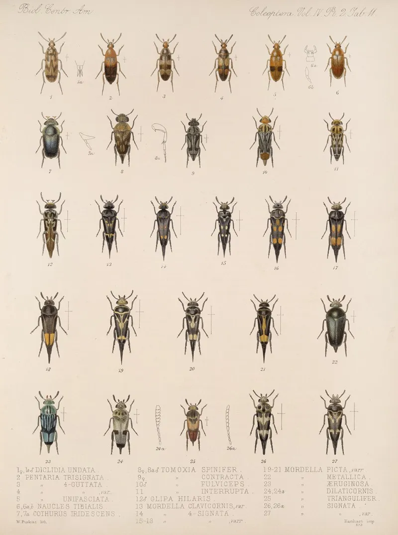 Insecta Coleoptera Pl 129 Wall Art by Frederick DuCane Godman - High-Resolution Digital Print