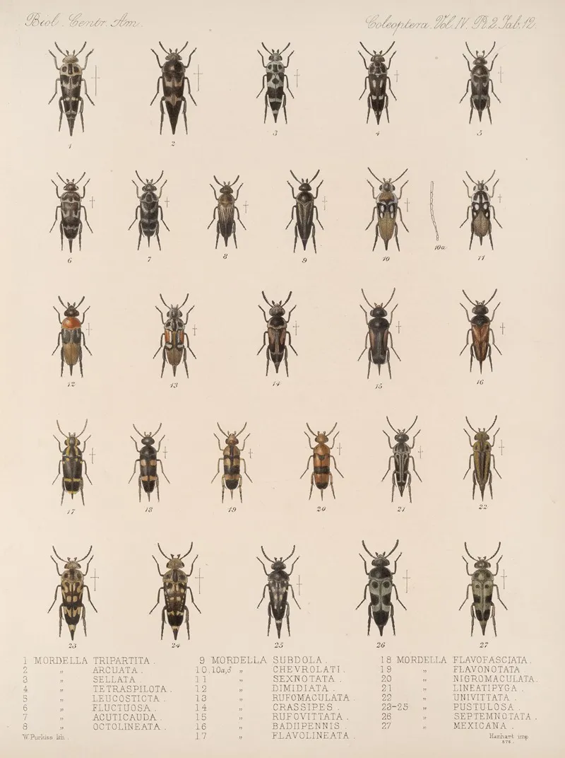 Insecta Coleoptera Pl 130 Wall Art by Frederick DuCane Godman - High-Resolution Digital Print